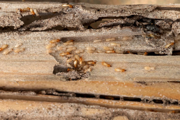 Best Termite Control Services  in Overland Park, KS